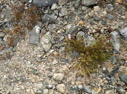 Image de <i>Oxytropis <i>arctica</i></i> var. arctica