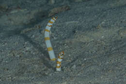 Image of Splendid garden eel