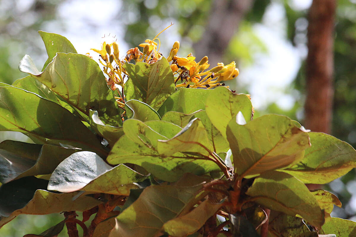 Image of Deplanchea tetraphylla (R. Br.) F. Muell. ex van Steenis