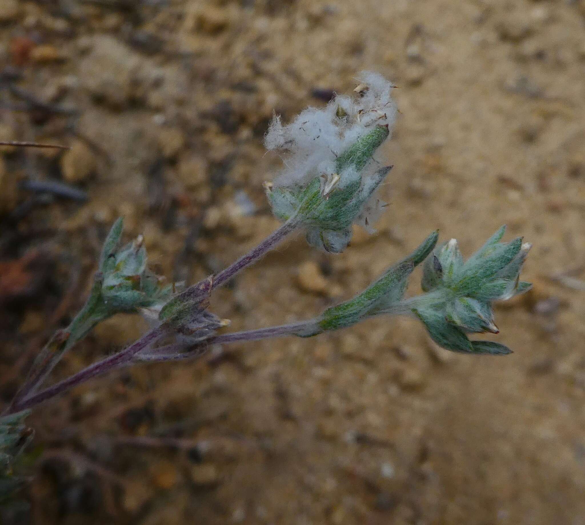 Logfia californica (Nutt.) J. Holub resmi