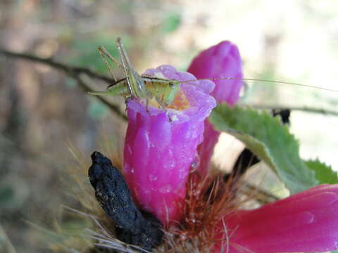 Arrojadoa rhodantha (Gürke) Britton & Rose resmi