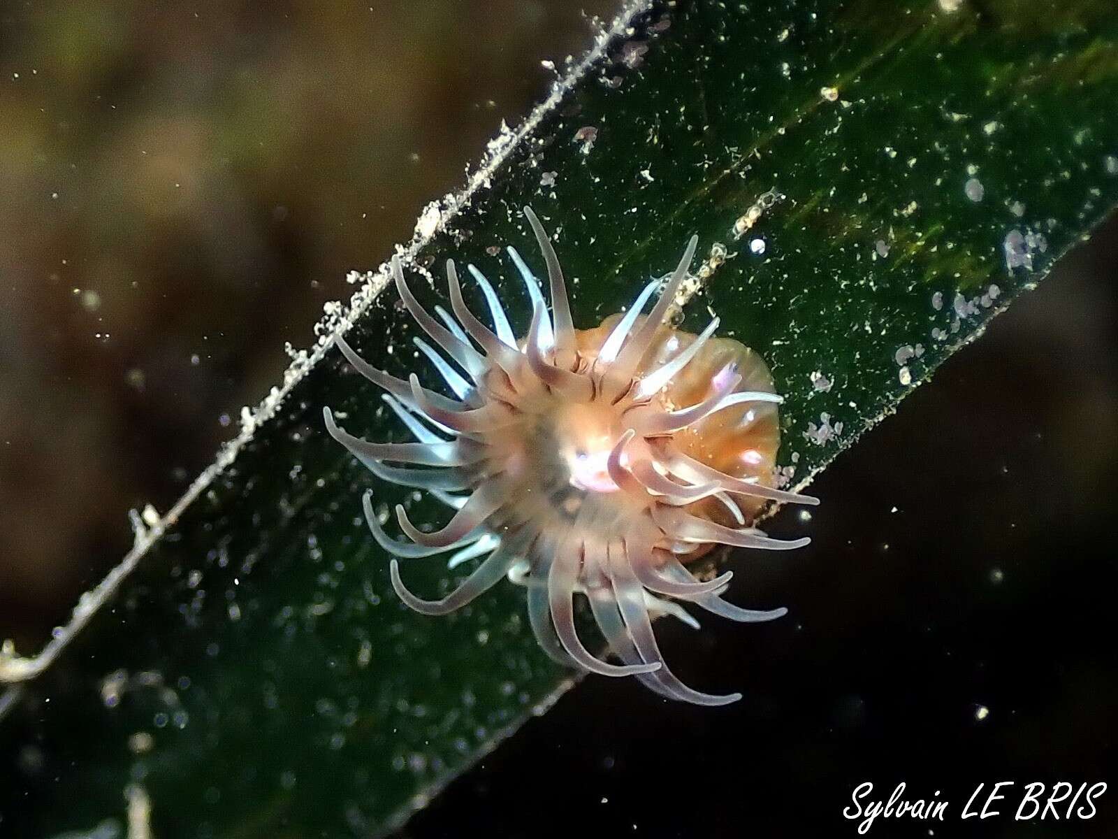 Image of Paractinia