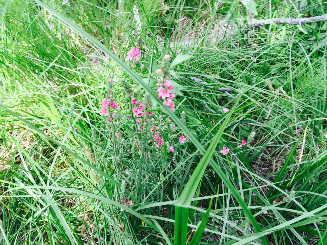 Image of Oregon checkerbloom