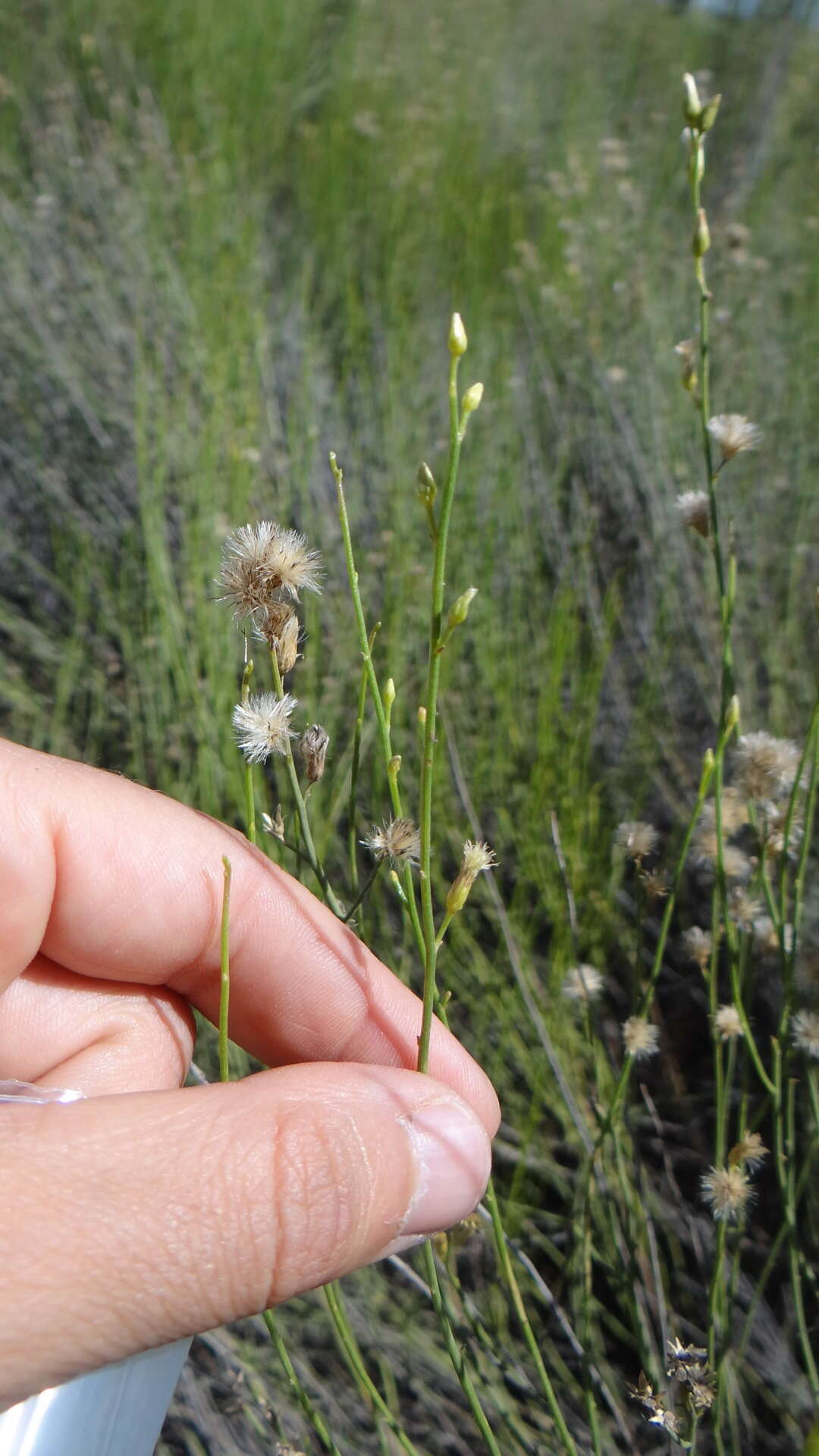 Imagem de Pseudobaccharis spartioides (Hook. & Arn.) Cabrera