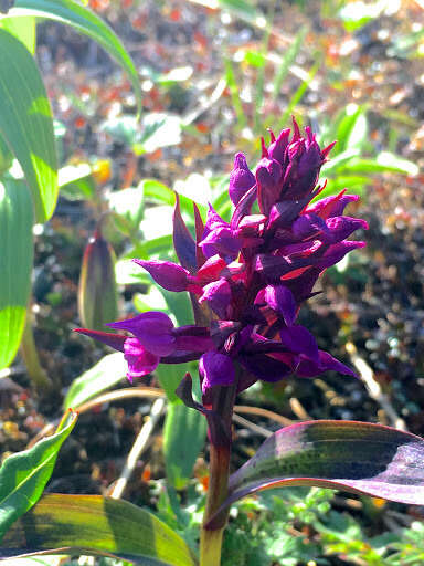 Image de Dactylorhiza aristata (Fisch. ex Lindl.) Soó