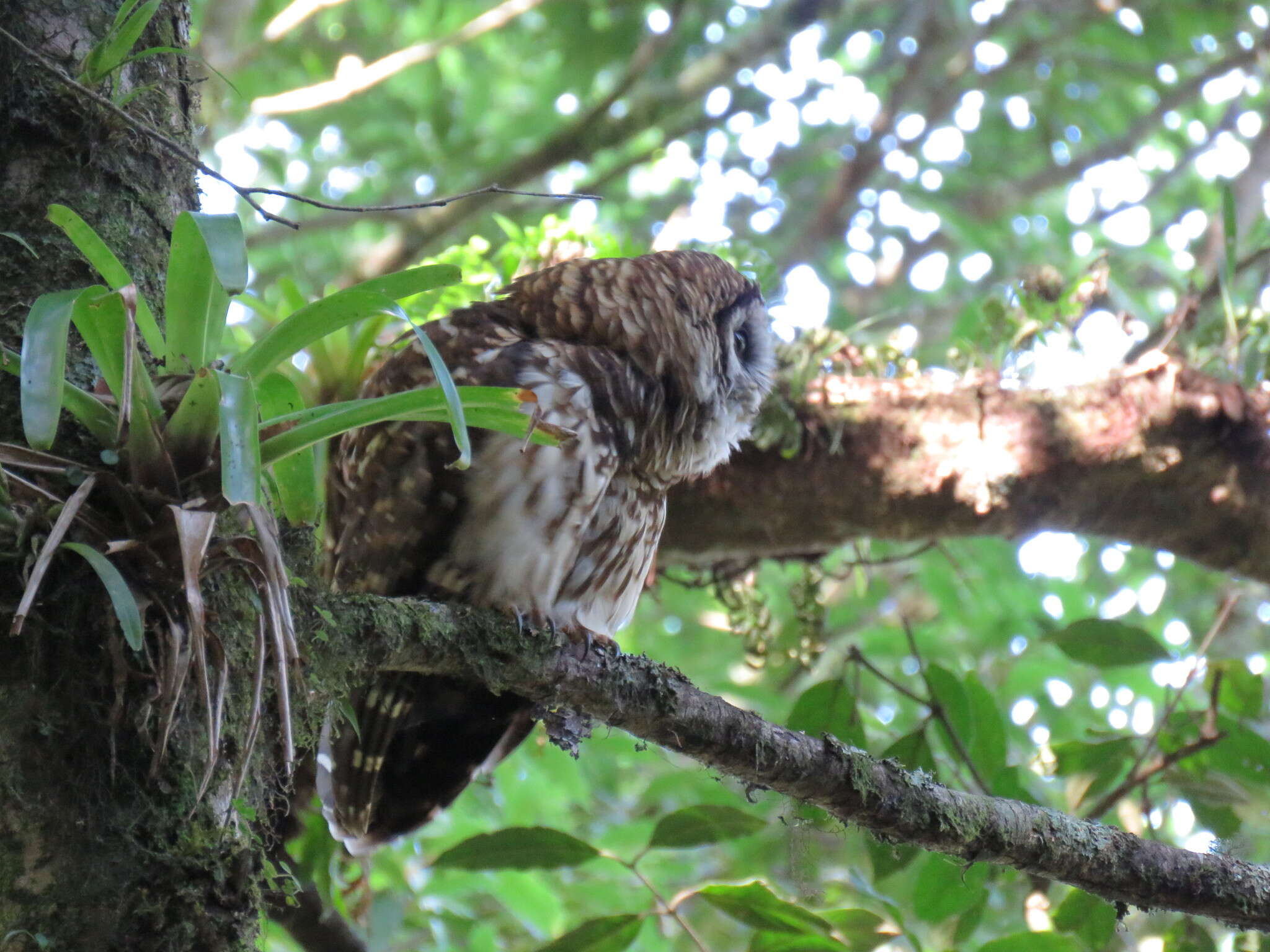 Image of Fulvous Owl