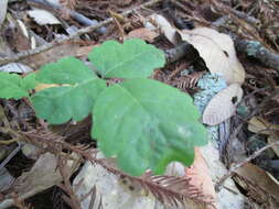 Image of Pacific poison oak