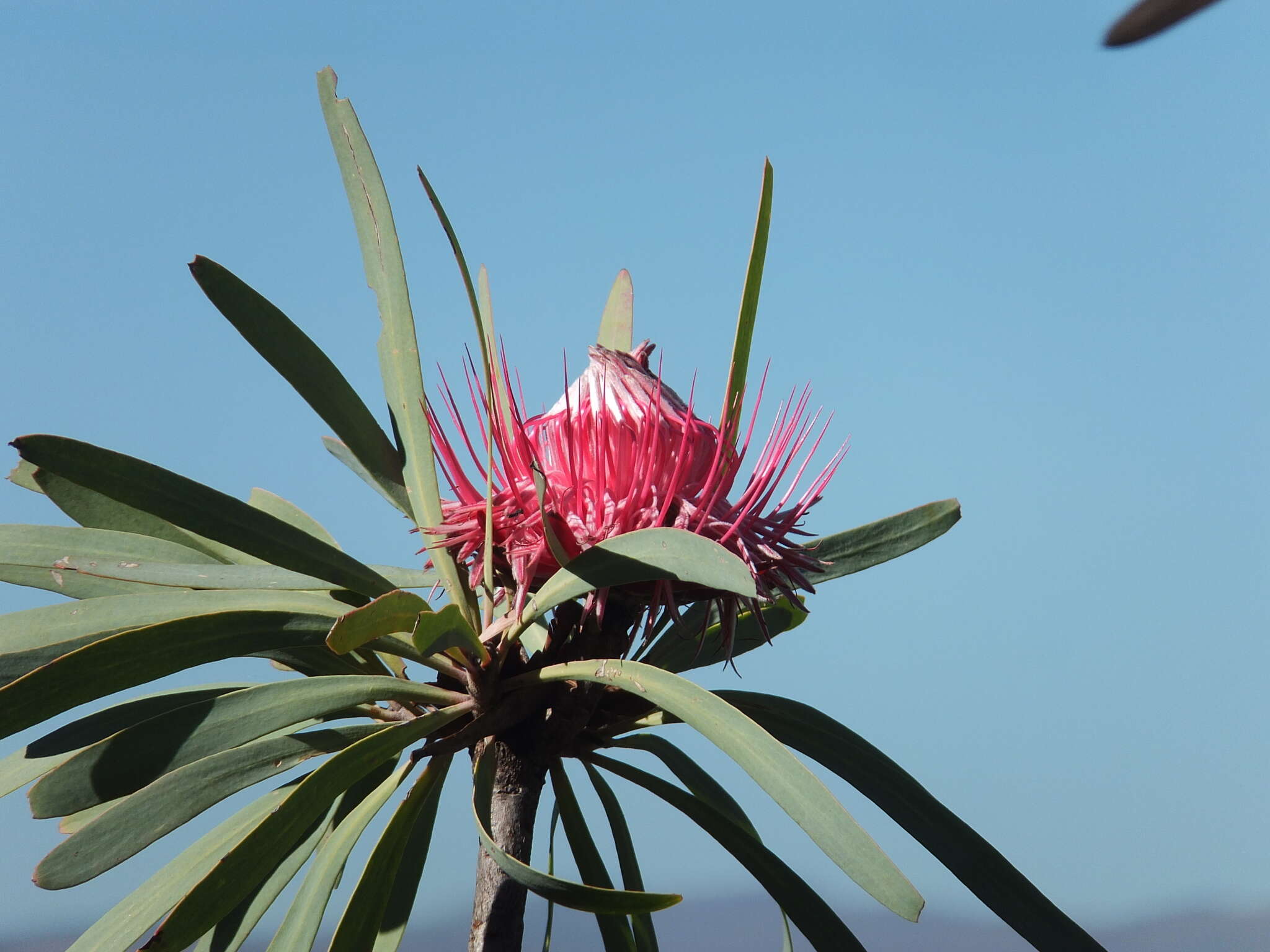 Image de Protea curvata N. E. Br.