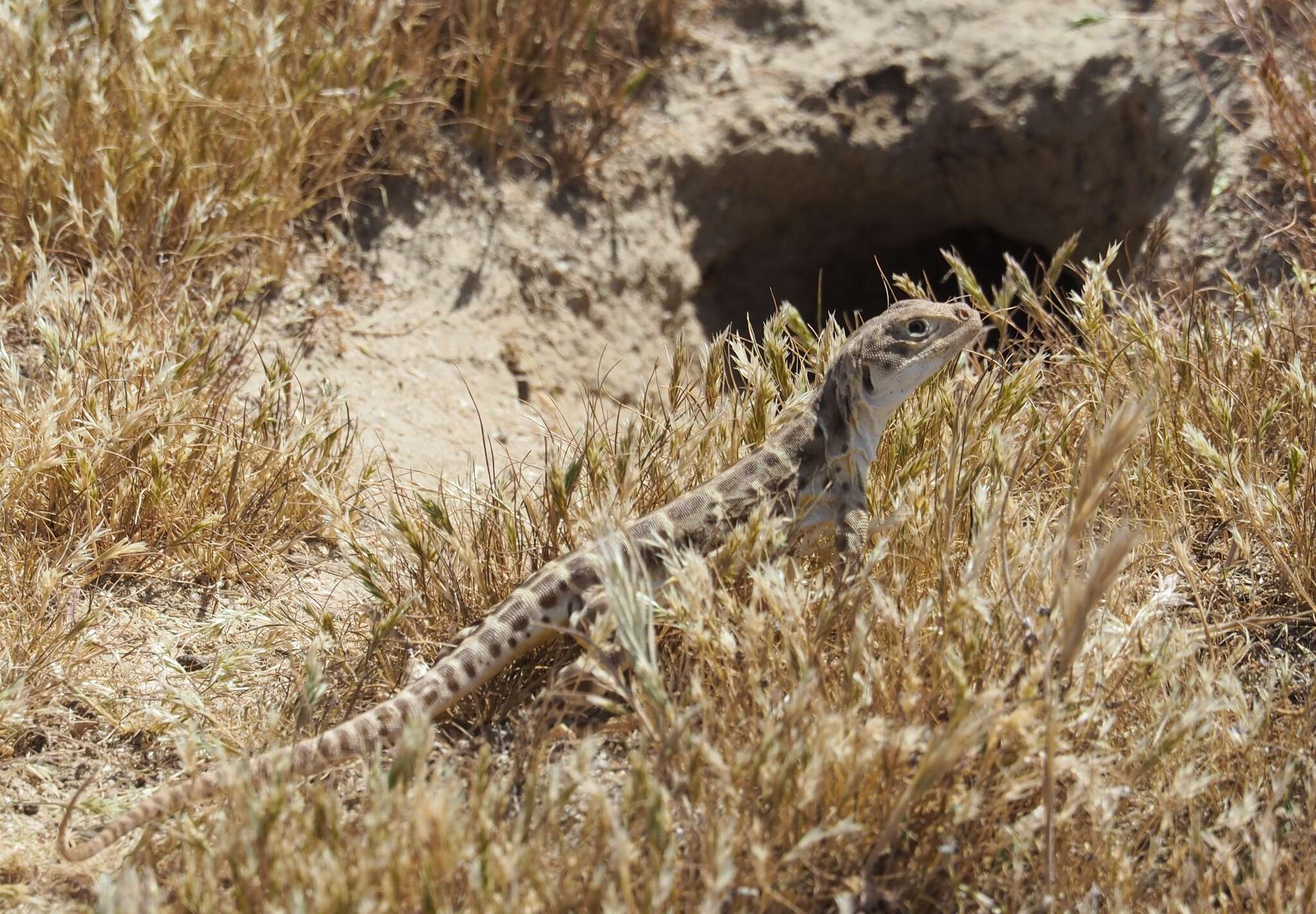 Image of Bluntnose Leopard Lizard