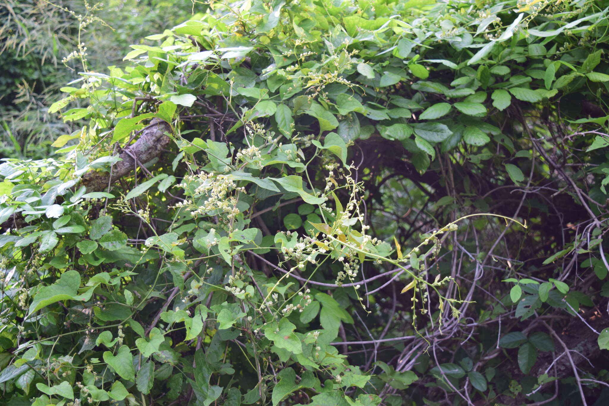 Antigonon flavescens S. Wats. resmi