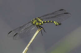 صورة Ictinogomphus australis (Selys 1873)