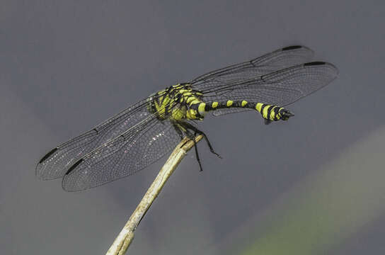 Imagem de Ictinogomphus australis (Selys 1873)