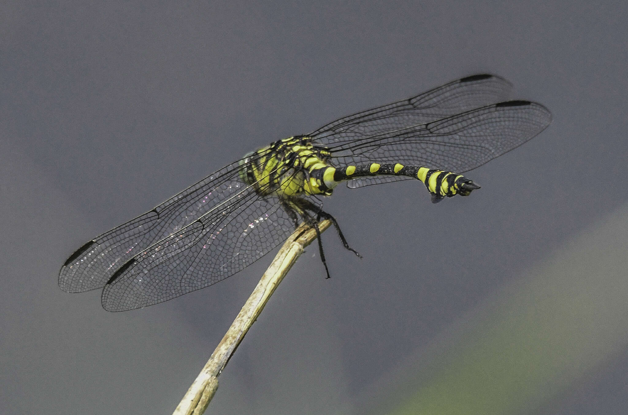 Imagem de Ictinogomphus australis (Selys 1873)