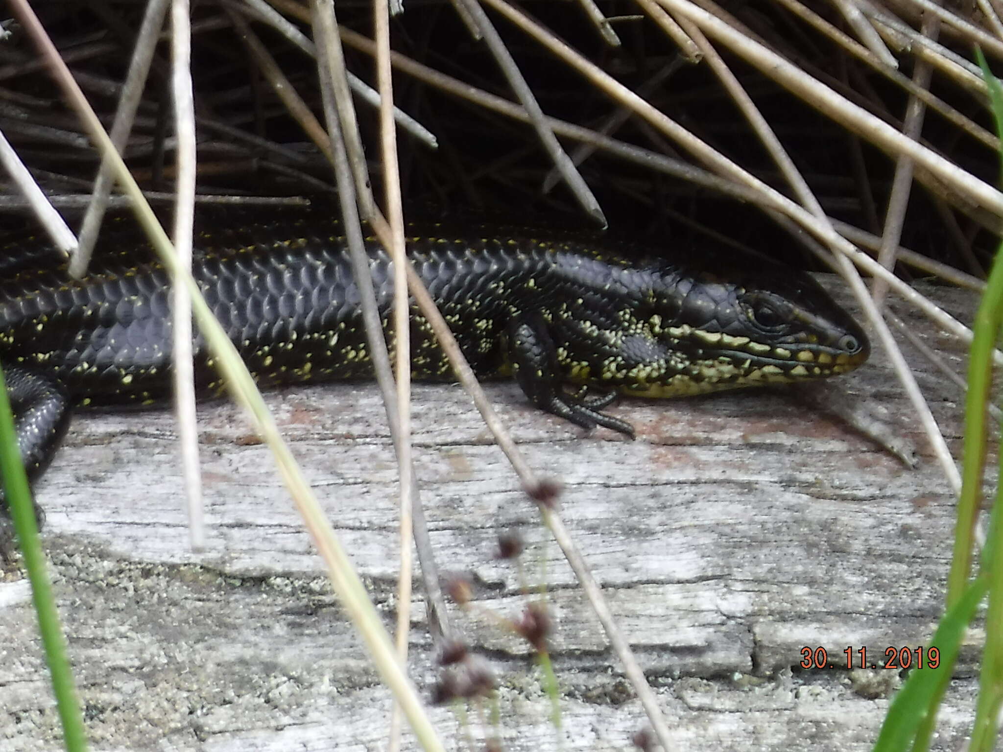 Image of Western Glossy Swamp Skink