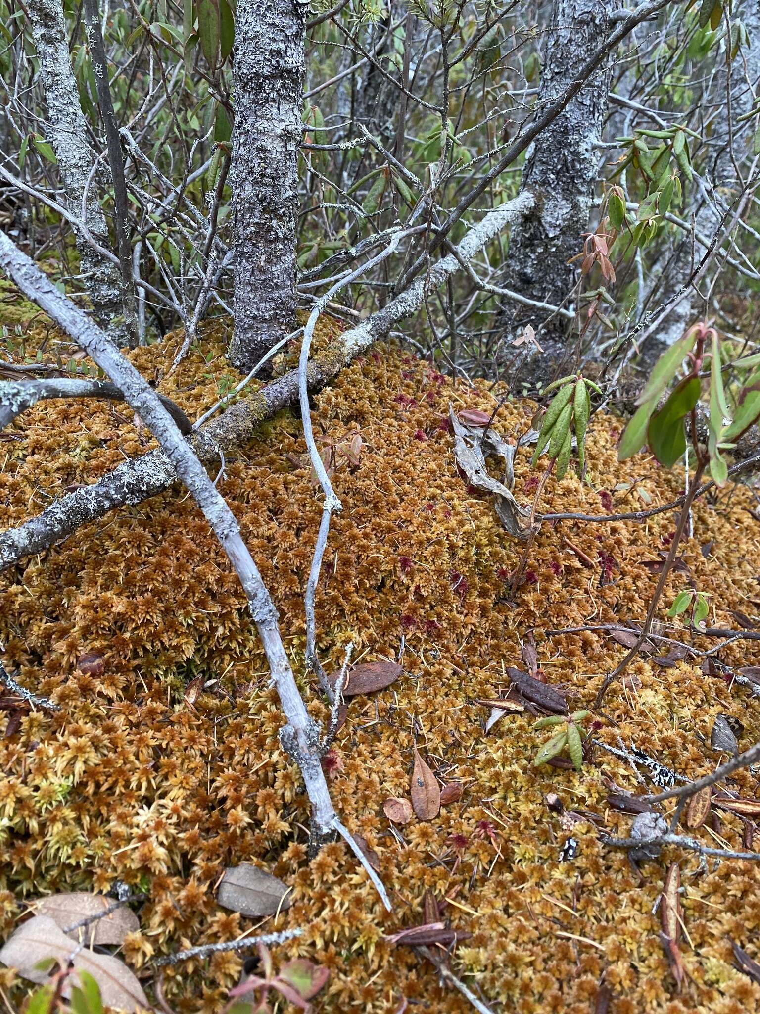 Imagem de Sphagnum flavicomans Warnstorf 1911