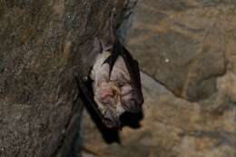 Image of Mediterranean Horseshoe Bat