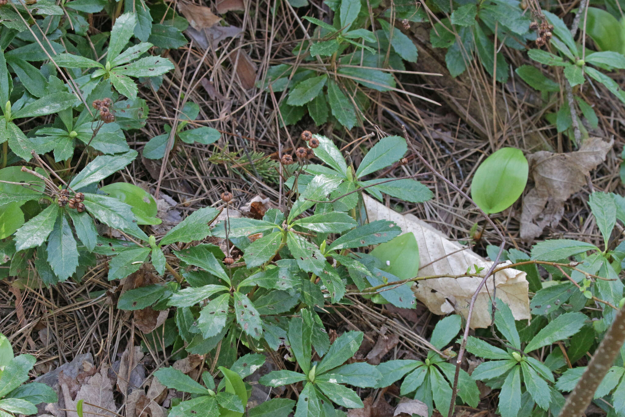 Image of pipsissewa