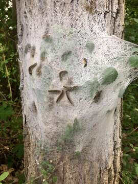 Image of Oak Processionary