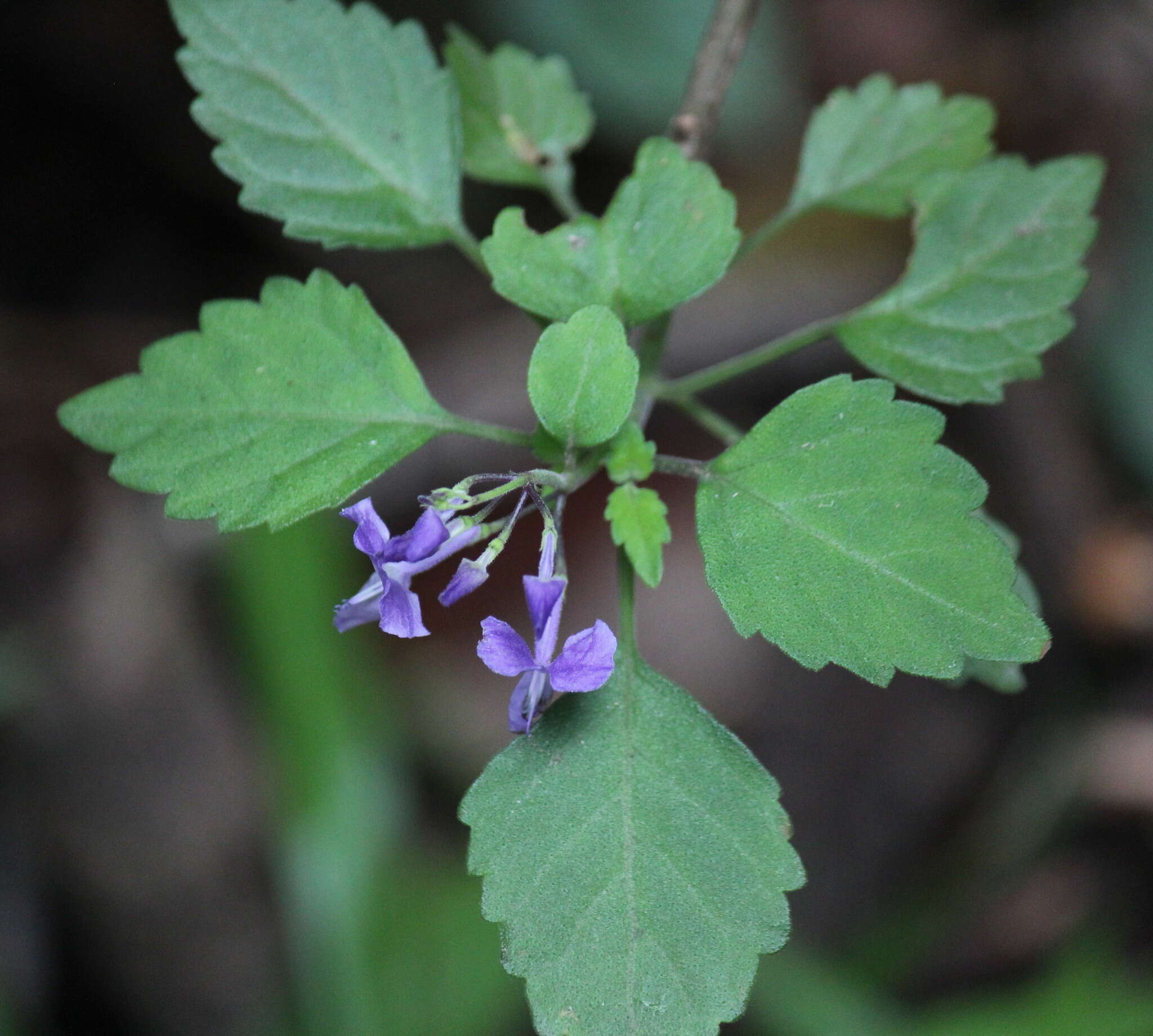 Image de Plectranthus saccatus subsp. saccatus