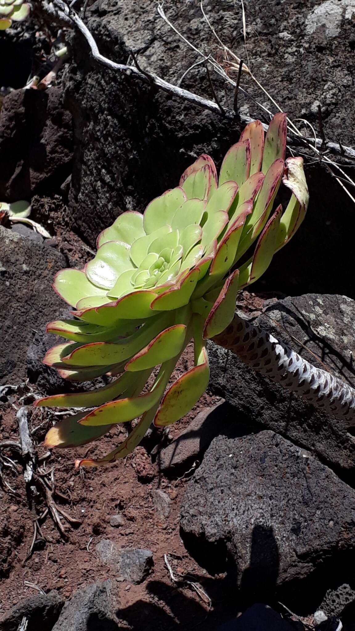 Image of Aeonium urbicum (Chr. Sm. ex Hornem.) Webb & Berth.