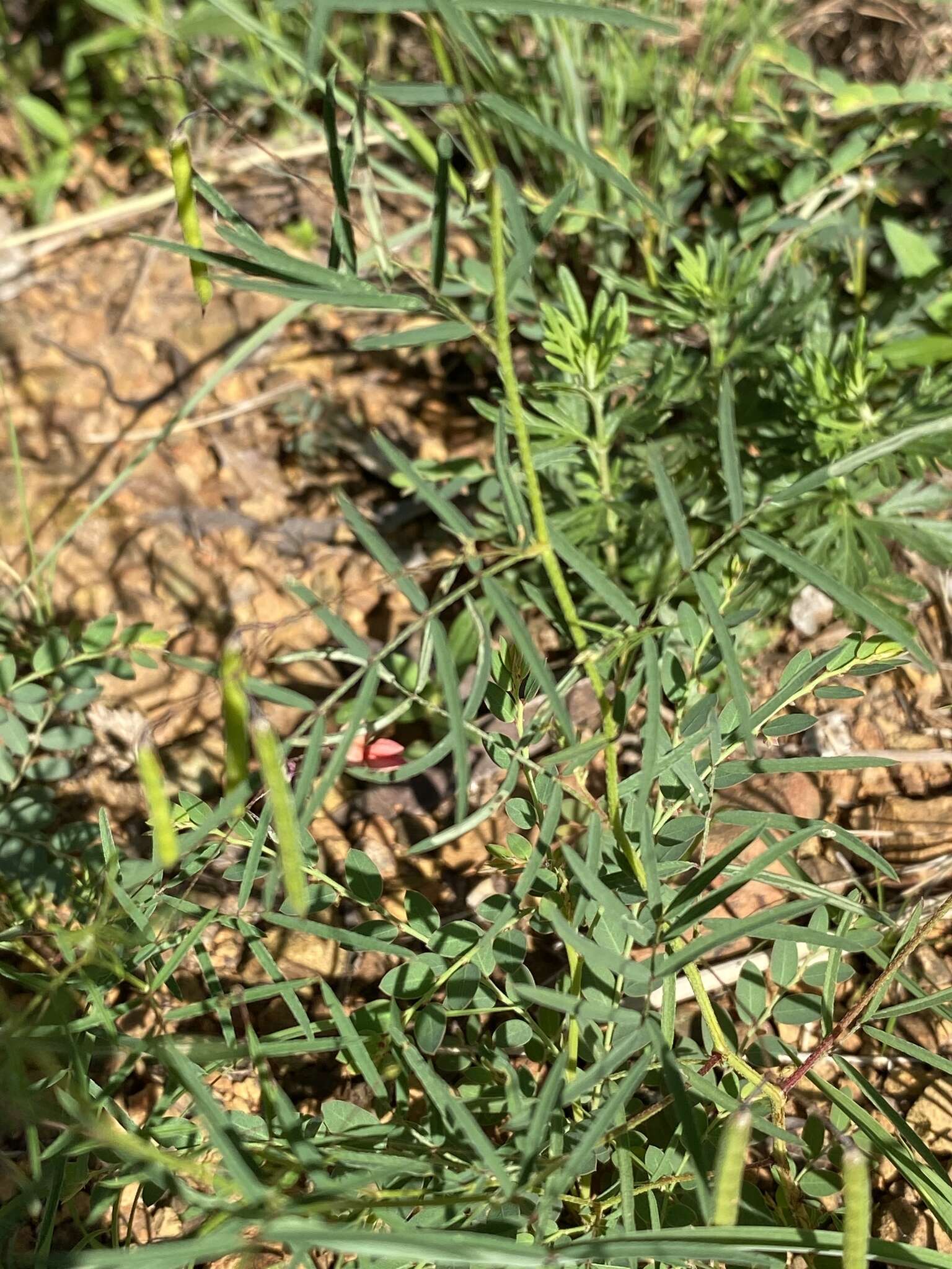 Image of Indigofera filipes Harv.