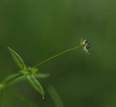 Image of Sitka starwort