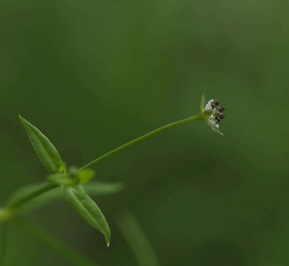 Image of Sitka starwort