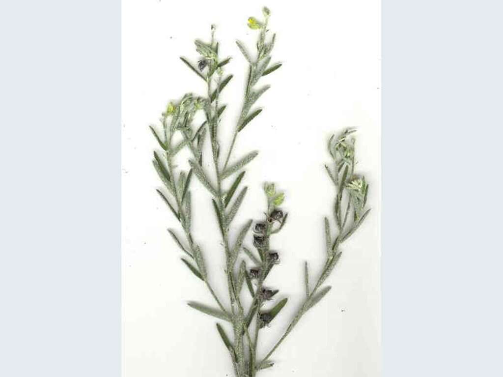 Image of Crotalaria linifolia L. fil.