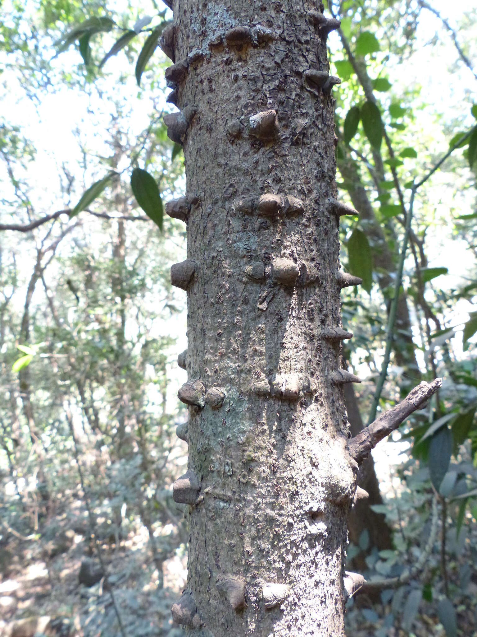 Image of Caesalpinia cucullata Roxb.