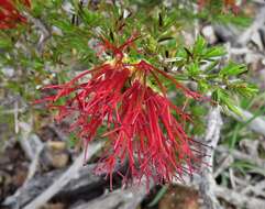 Image of Melaleuca cyrtodonta Turcz.