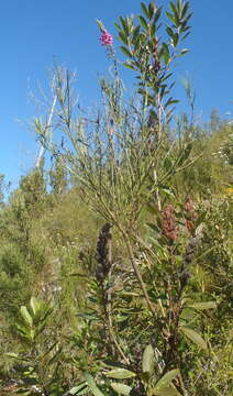 Plancia ëd Indigofera filifolia Thunb.