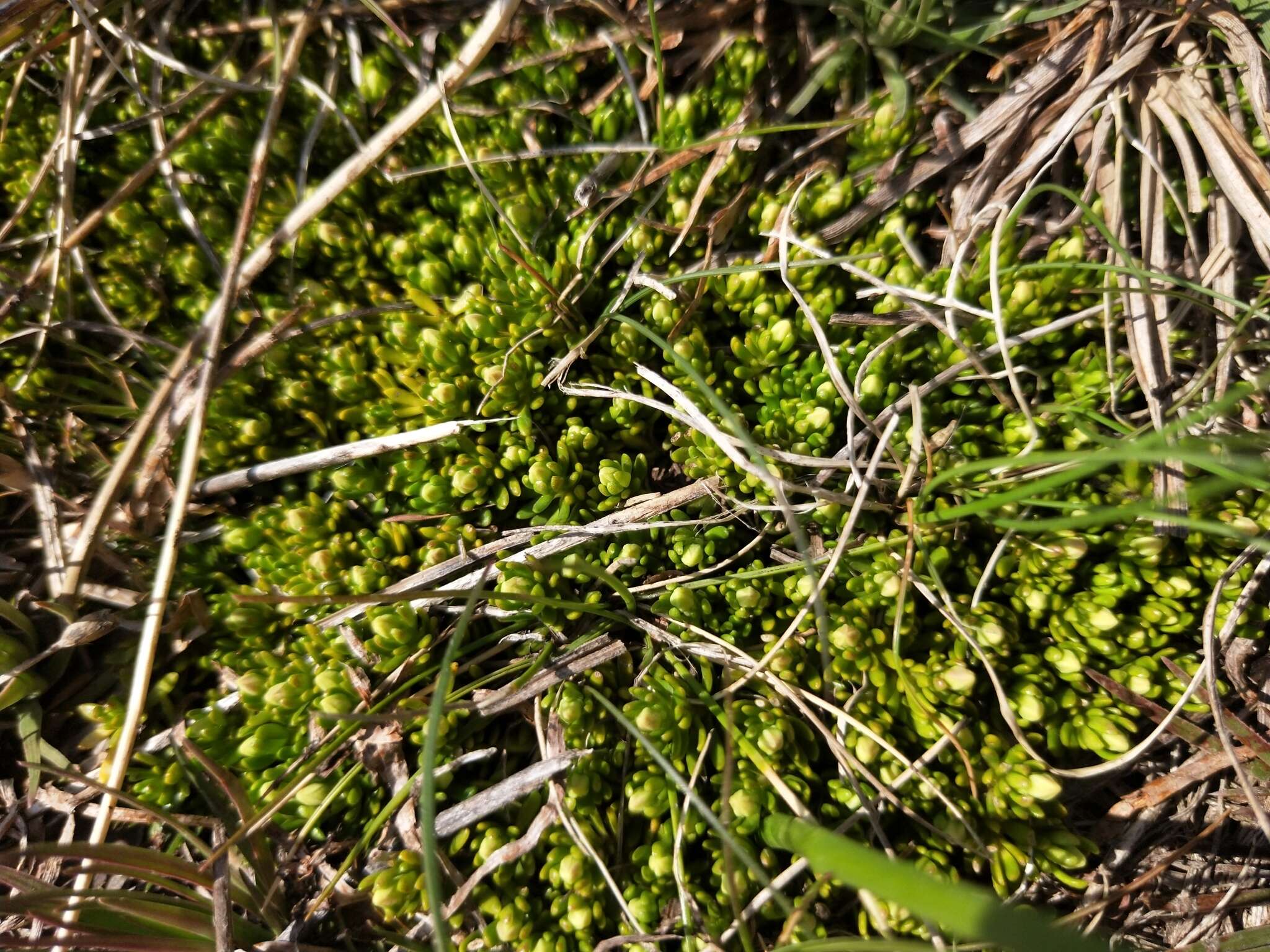 Image of Stackhousia pulvinaris F. Müll.