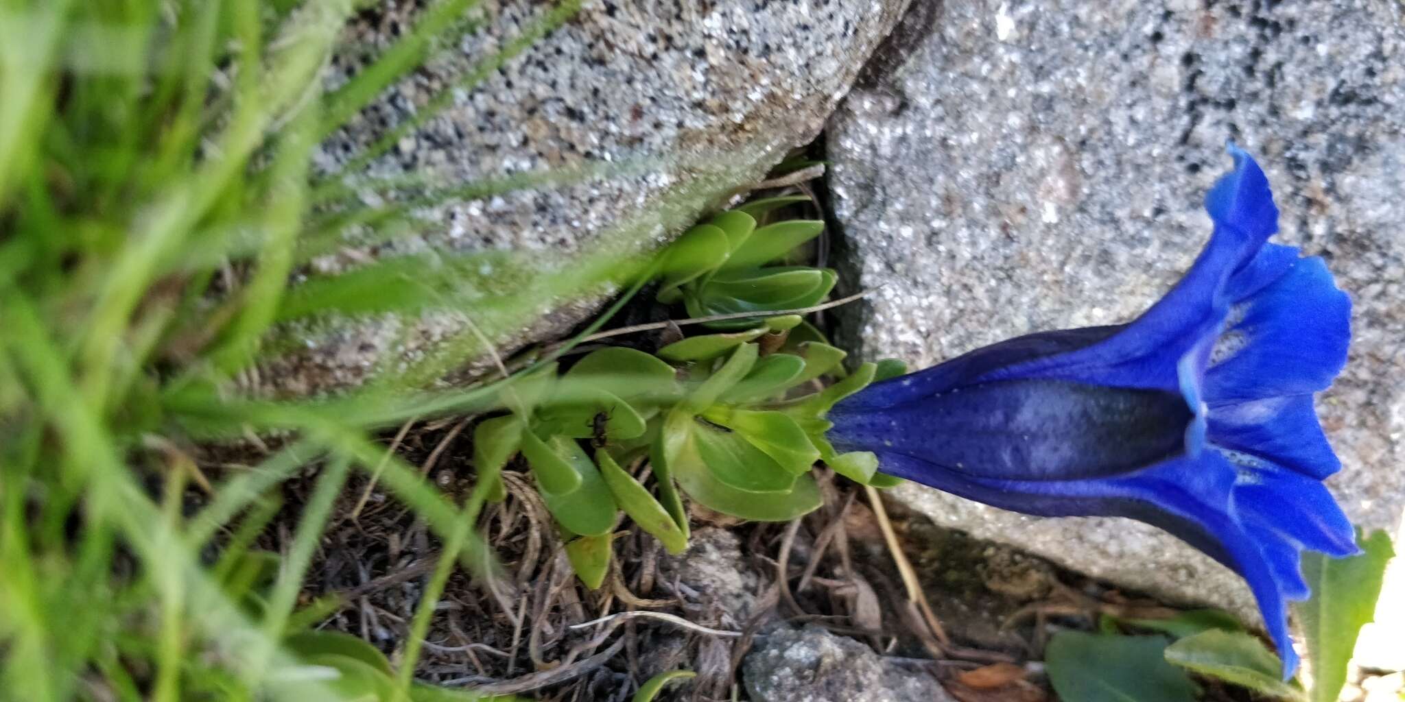 Image of Gentiana alpina Vill.