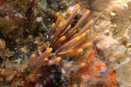 Image of Steginoporella neozelanica (Busk 1861)