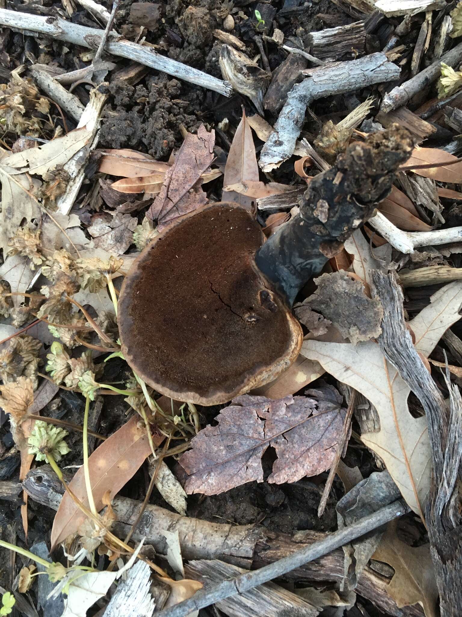 Image of Ganoderma curtisii (Berk.) Murrill 1908