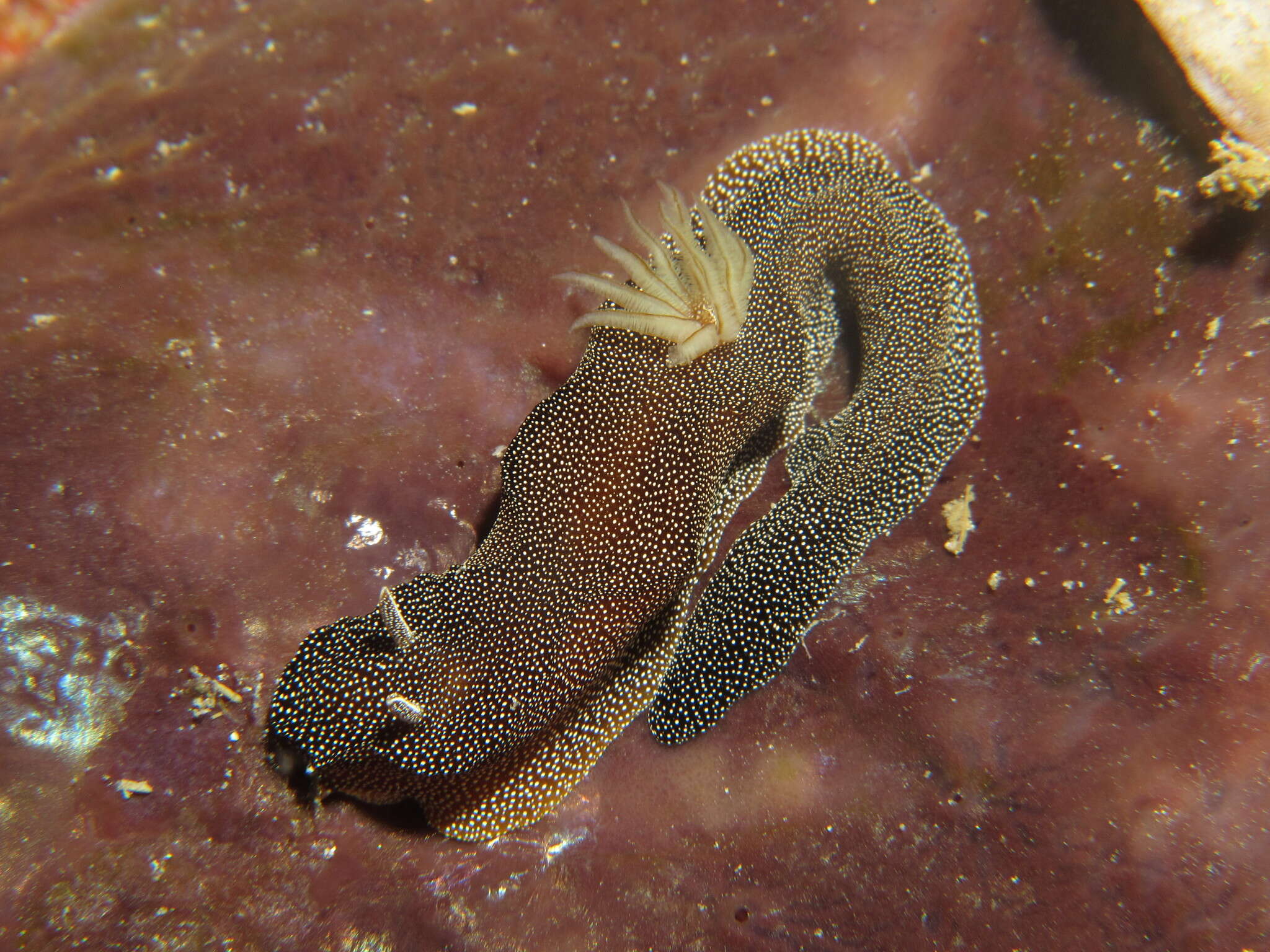 Image of Doriprismatica stellata (Rudman 1986)