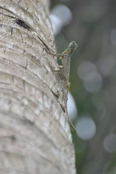 Image of Philippine FlyingDragon