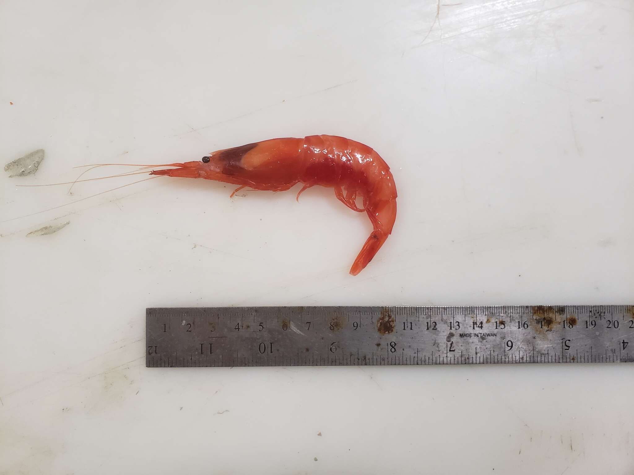 Image of Crimson glass shrimp
