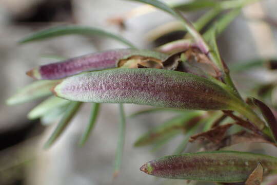 Image of Veronica linifolia Hook. fil.