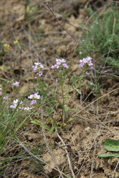 Image of Neotorularia contortuplicata (Stephan) Hedge & J. Léonard