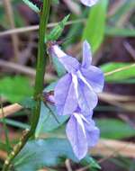 Image of Lobelia apalachicolensis D. D. Spauld., Barger & H. E. Horne