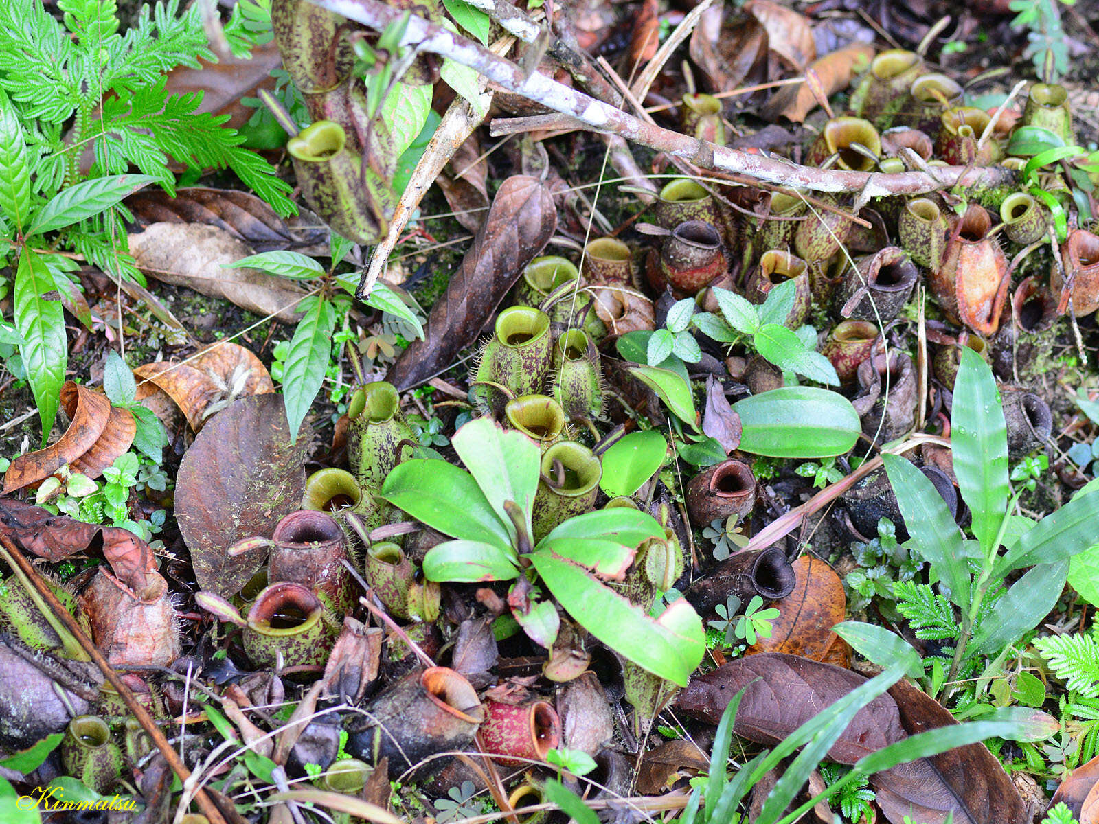 Image of Flask-Shaped Pitcher-Plant