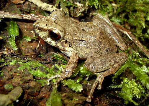 Image of Pristimantis malkini (Lynch 1980)