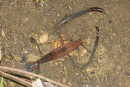 Image of Monkey river prawn