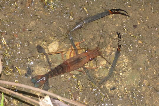 Image of Monkey river prawn