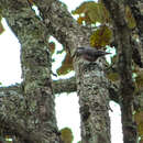 Image of Sitta carolinensis mexicana Nelson, Palmer & TS 1894