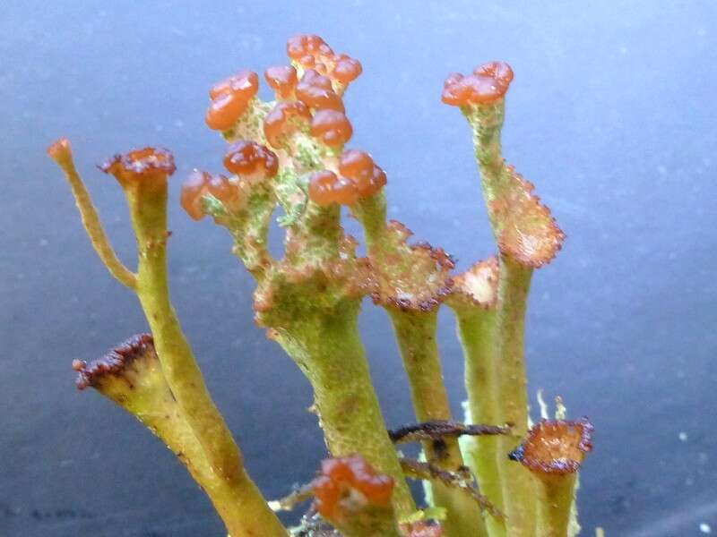 Image of cup lichen