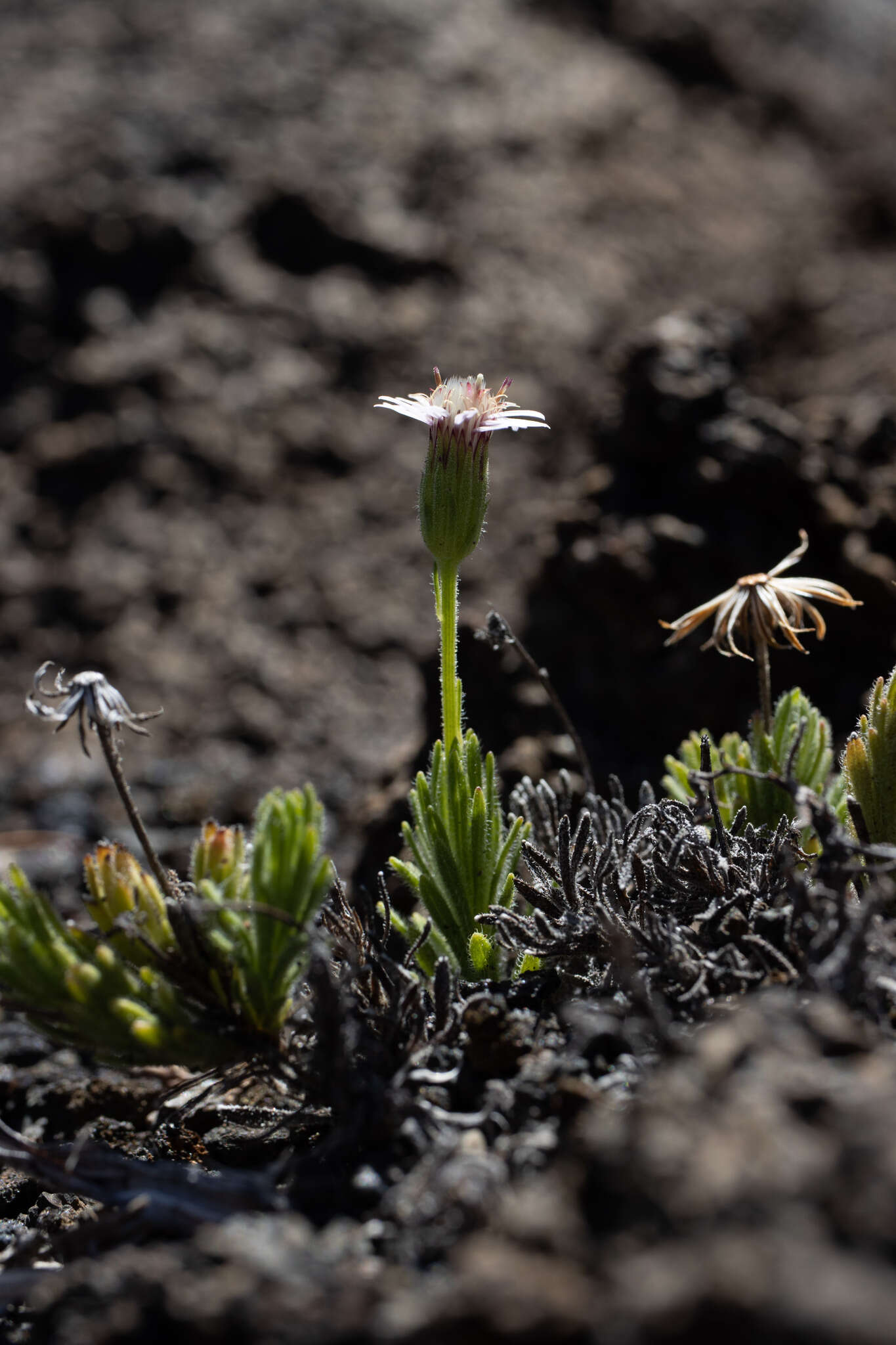 Imagem de Tetramolopium humile (A. Gray) Hillebr.