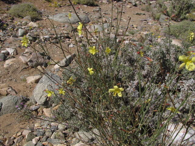 Image of Menodora juncea Harv.