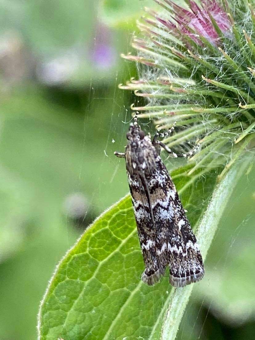 Image of Spruce Coneworm